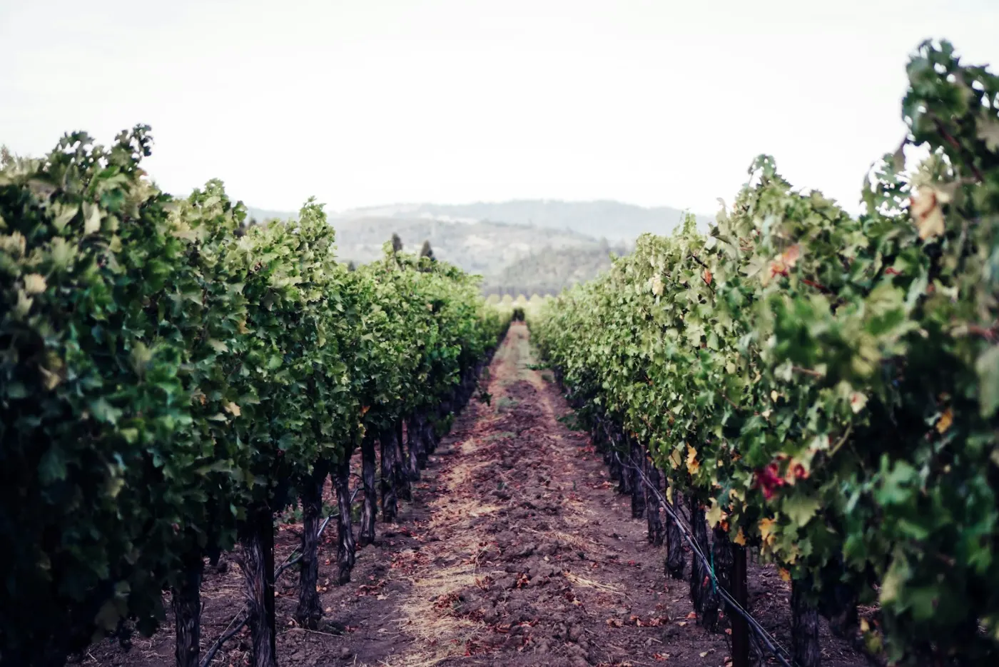 Sunlit rows of grapevines stretching across a Napa Valley vineyard